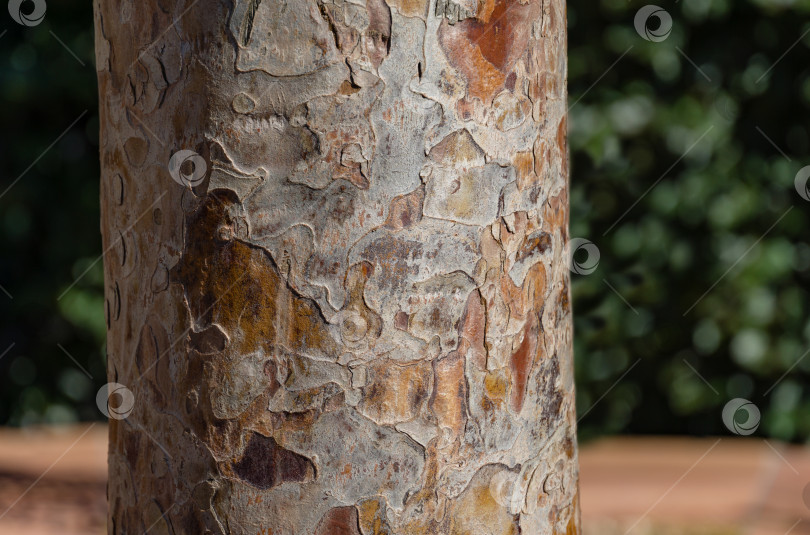 Скачать Красивая текстура коры тиса Taxus baccata (английский тис, европейский тис). Натуральная серая и коричневая пятнистая кора дерева. Крупный план для фона городского парка Краснодара или пейзажного парка Галицкого фотосток Ozero