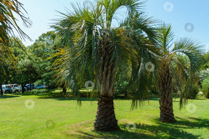 Скачать Красивая пальма Butia capitata, широко известная как желейная пальма в Сочи парке. Пальма с роскошными бирюзовыми листьями фотосток Ozero