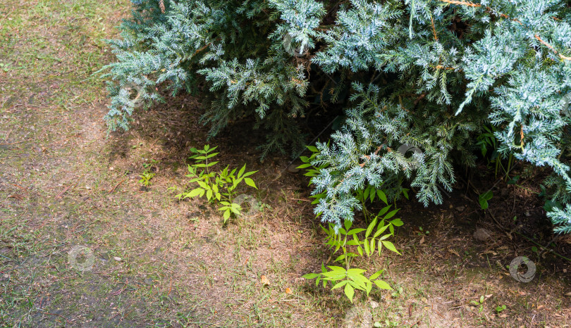 Скачать Можжевельник чешуйчатый голубым ковром покрывает маленькие растения сумаха Rhus typhina (сумах рогатый, Anacardiaceae). Синий на зеленом фоне мелких иголок. Место для вашего текста фотосток Ozero