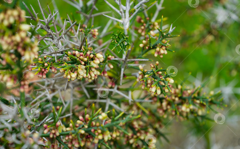 Скачать Крупный план коллеции инфаусты (Colletia spinosissima) с множеством бутонов мелких розовых цветков на колючем кустарнике в дендрарии Парка южных культур в Сириусе (Адлер), Сочи. Выборочный фокус фотосток Ozero