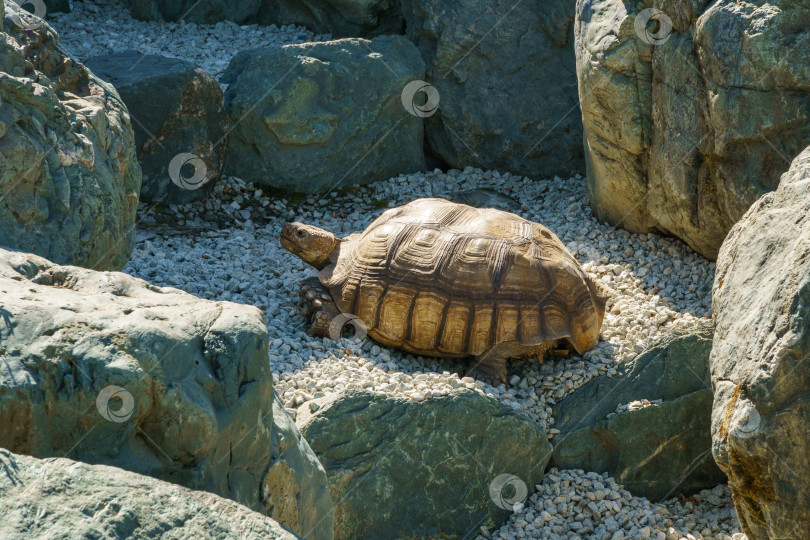 Скачать Африканская шпорчатая черепаха (Centrochelys sulcata), также называемая бороздчатой черепахой, обитает в сухом пруду Карейке в японском саду общественного ландшафтного парка Краснодара или парка Галицкого, Россия фотосток Ozero