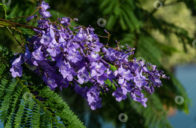 Скачать Фиолетовые цветы на ветке джакаранды (Jacaranda mimosifolia) на размытом фоне воды. Первое цветение на деревьях джакаранды в общественном ландшафтном парке "Краснодар" или "Парк Галицкого" в июне 2021 года фотосток Ozero