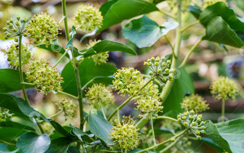 Скачать Крупный план маленьких зеленых цветков английского плюща (Hedera helix, европейский плющ). Выборочный фокус. Интересная концепция природы для фонового оформления фотосток Ozero