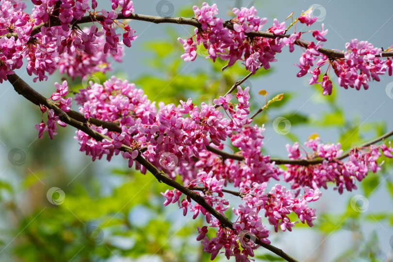 Скачать Крупный план фиолетового весеннего цветка красноплодки восточной, или Cercis canadensis в солнечный день. Выборочный фокус. Концепция природы для дизайна. фотосток Ozero