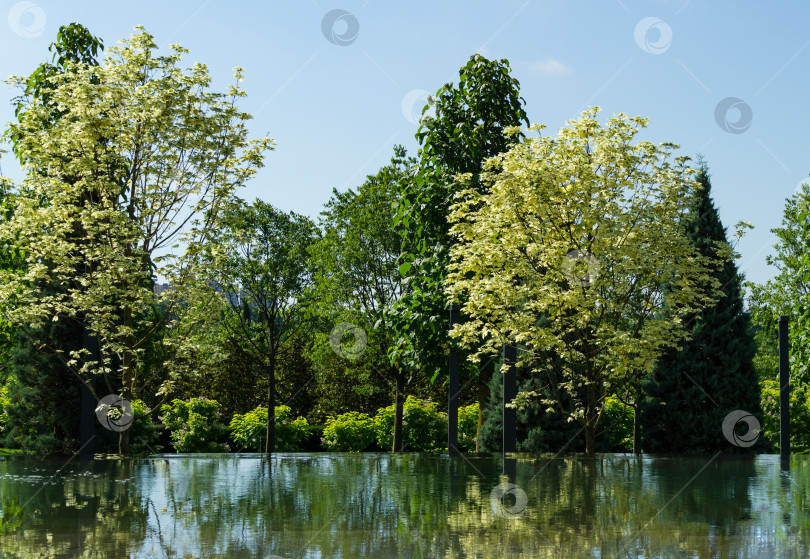 Скачать Зеленая и белая листва клена норвежского Drummondii (Acer platanoides) с деревьями отражается в зеркале воды фонтана "Инфинити".  Общественный ландшафтный парк "Краснодар" или "Парк Галицкого". фотосток Ozero