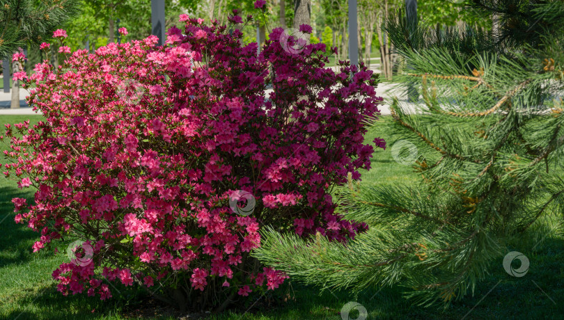 Скачать Ярко-красный рододендрон Azalea japonica крупным планом. Роскошные соцветия рододендрона в общественном ландшафтном городском парке "Краснодарский" или "Галицкий". Декоративный рододендрон с красивыми розовыми цветами фотосток Ozero