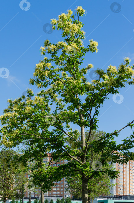 Скачать Цветы сладкого каштана (Castanea sativa). Цветы сладкого каштана (испанского или просто каштанового) на фоне голубого неба в общественном ландшафтном городском парке Краснодара или парке Галицкого. фотосток Ozero