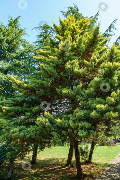 Скачать Прекрасный аризонский кипарис (Cupressus arizonica) "Голубой лед" в городском парке Сочи. фотосток Ozero