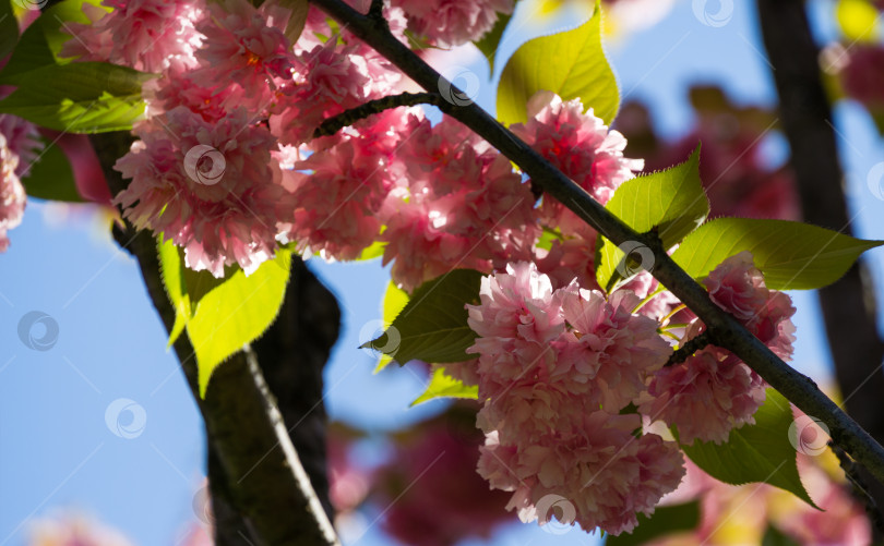 Скачать Розовые цветы Prunus 'Kanzan' (Prunus serrulata или Prunus lannesiana) крупным планом в городском парке Краснодара. Парк Галицкого весной 2021 года. Цветы японской вишни в качестве фона для обоев. Выборочный фокус фотосток Ozero