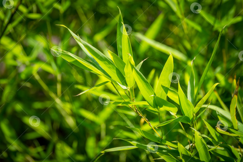 Скачать Оригинальная текстура натурального влажного зеленого бамбука Phyllostachys aureosulcata на фоне элегантных тонких зеленых листьев. Естественный солнечный свет. Природная концепция дизайна. фотосток Ozero