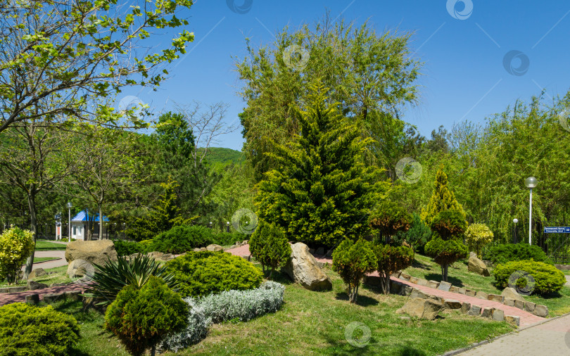 Скачать Красивый парк с топиарными вечнозелеными растениями на набережной поселка Архипо-Осиповка. Место для отдыха на морском курорте недалеко от Геленджика фотосток Ozero