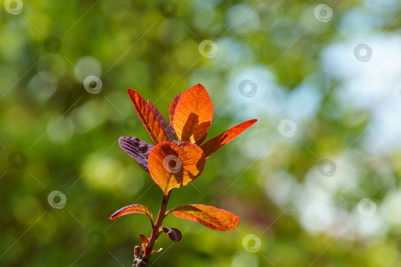 Скачать Красные листья на фоне зелени. Молодые красные листья Cotinus coggygria Royal Purple (Rhus cotinus, европейское дымчатое дерево) на солнечном фоне размытой зелени в весеннем саду. фотосток Ozero