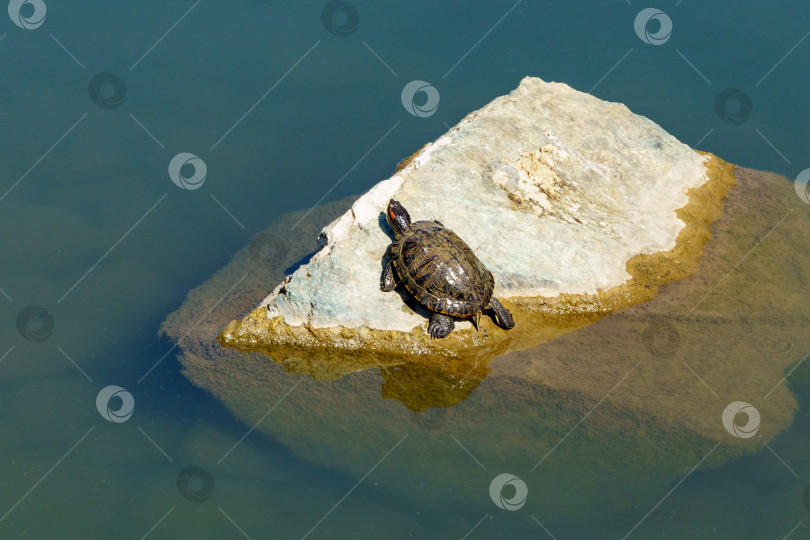 Скачать Красноухий ползун (Trachemys scripta elegans) прудовый ползун, полуводная черепаха в большом озере Ойке в японском саду. Общественный ландшафтный парк Краснодара или парк Галицкого, Россия. фотосток Ozero