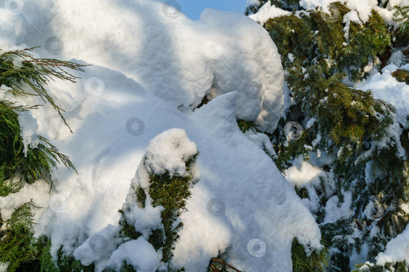 Скачать Вечнозеленые растения и ветви ели Picea omorika под глубоким белым пушистым снегом. Зимняя тема для дизайна. Солнечный зимний день. Рождественская концепция. фотосток Ozero