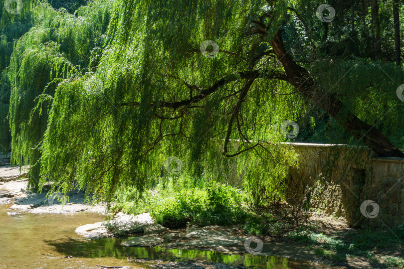 Скачать Пышная зеленая ива на берегу реки Ольховка в Кисловодском национальном парке. Ветви ивы опускаются в воду. Живописный и мирный пейзаж фотосток Ozero