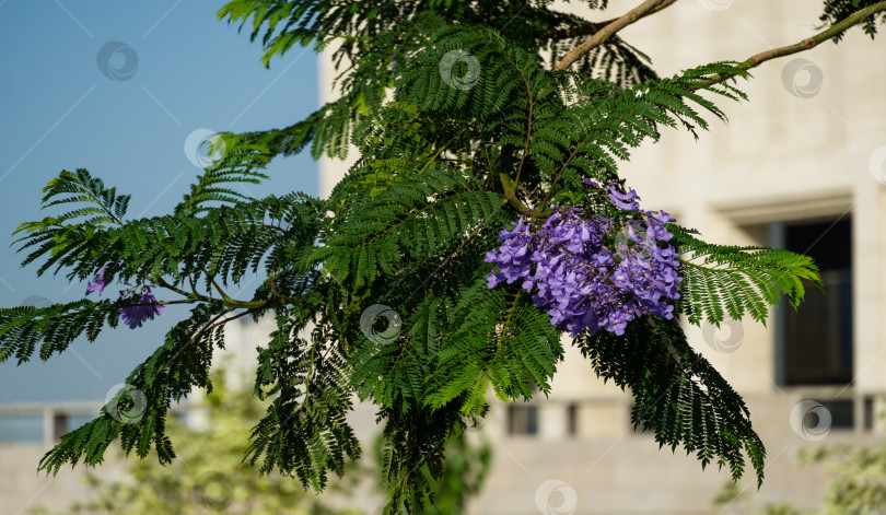 Скачать Фиолетовые цветы на ветке джакаранды (Jacaranda mimosifolia). Первое цветение на деревьях джакаранды в общественном ландшафтном парке "Краснодар" или "Парк Галицкого" в июне 2021 года фотосток Ozero