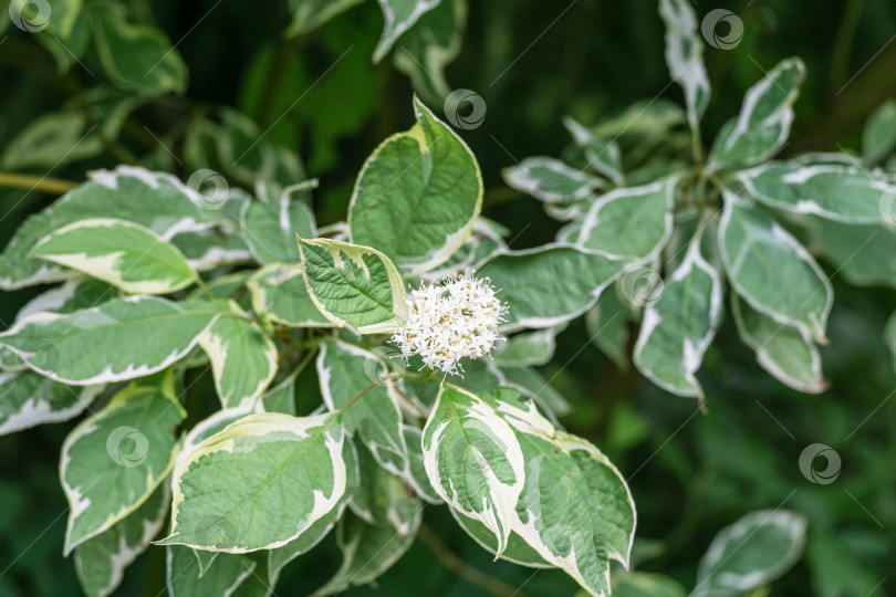 Скачать Белые цветы Cornus alba Elegantissima или Swidina white на размытом темно-зеленом фоне. Цветущая ветка пестрого кустарника в саду. Выборочный натурный фокус крупным планом. Концепция дизайна фотосток Ozero