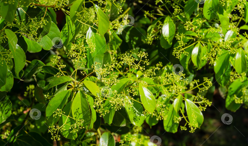 Скачать Крупный план цветения камфорного дерева (Cinnamomum camphora) обыкновенного камфорного дерева или камфорного лавра с вечнозелеными листьями в дендрарии Парка южных культур в Сириусе (Адлер) Сочи. фотосток Ozero