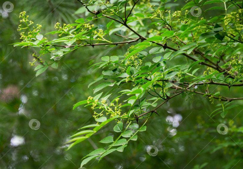 Скачать Зеленые цветы зантоксилума американского, ясень колючий (сычуаньский перец) - колючее дерево с колючими ветвями. Крупный план цветущего зантоксилума при естественном солнечном свете. Концепция природы для дизайна. фотосток Ozero