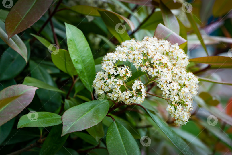 Скачать Крупным планом красивые белые соцветия кустарника Photinia fraseri 'Red Robin' с красными и зелеными листьями. Декоративный цветущий кустарник на курорте Сочи. Фон концепции природы фотосток Ozero