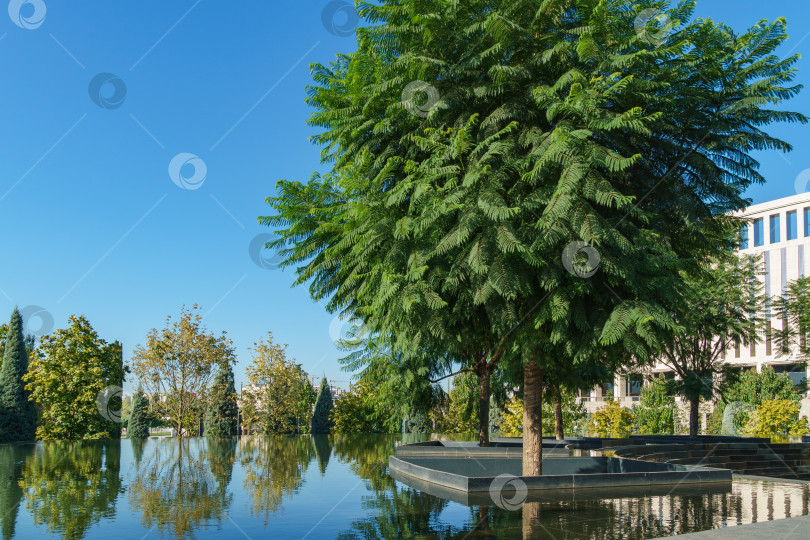 Скачать Живописный пейзаж с деревьями джакаранды (Jacaranda mimosifolia) у фонтана "Инфинити" в общественном ландшафтном парке "Краснодар" или "Парк Галицкого" осень 2023 фотосток Ozero