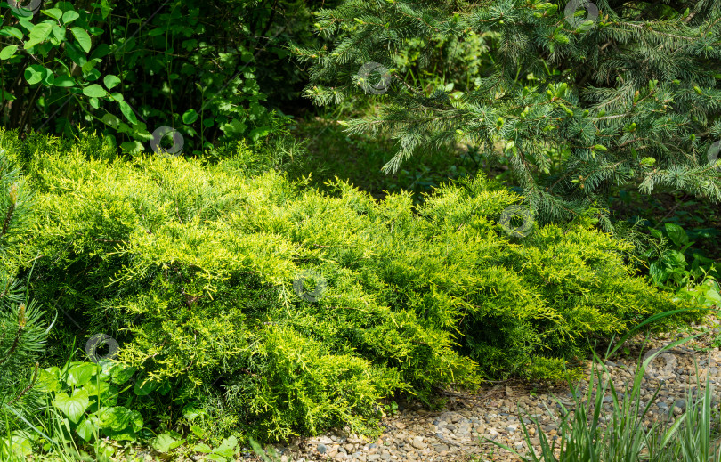 Скачать Молодые зеленые с желтыми верхушками веточки Juniperus pfitzeriana или Juniperus media Gold Coast. Можжевельник растет на берегу пруда. Размытый зеленый фон фотосток Ozero