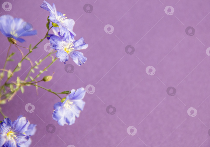 Скачать фиолетовый фон, изображение весенних сиренево-фиолетовых цветов, абстрактный мягкий цветочный фон. фотосток Ozero