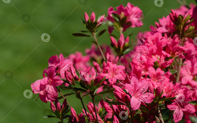 Скачать Ярко-красный рододендрон Azalea japonica крупным планом. Роскошные соцветия рододендрона в общественном ландшафтном городском парке "Краснодарский" или "Галицкий". Декоративный рододендрон с красивыми розовыми цветами фотосток Ozero