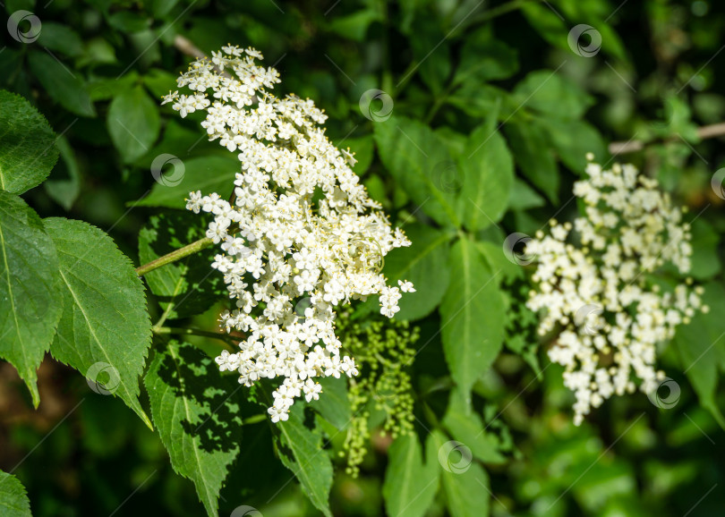 Скачать Удивительное цветение черного самбука (Sambucus nigra). Макрос нежного белого соцветия на темно-зеленом фоне сада. Выборочный фокус. Концепция природы для дизайна фотосток Ozero