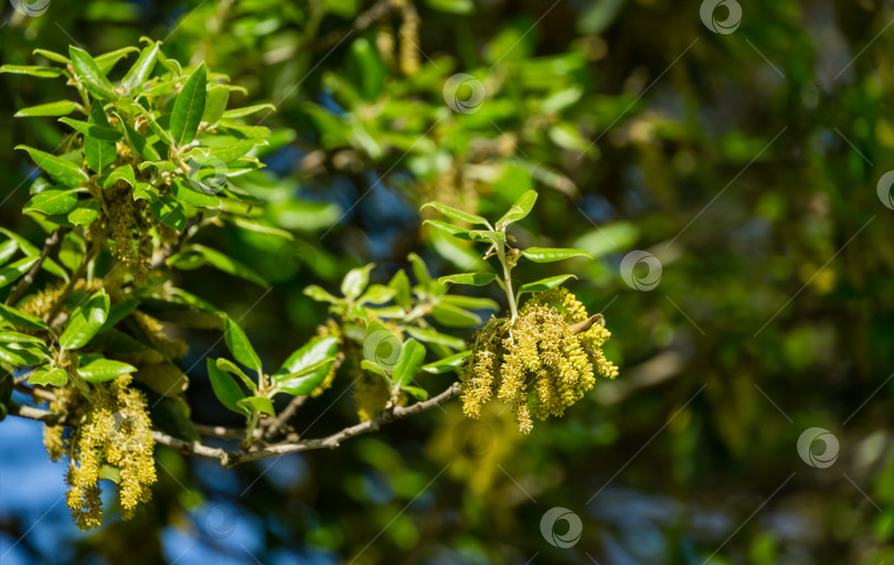 Скачать Крупный план цветущего Quercus ilex, вечнозеленого дуба, остролиста или дуба холмистого в городском парке Краснодара. Общественный ландшафт "Парк Галицкого" для отдыха и прогулок солнечной весной 2021 года фотосток Ozero