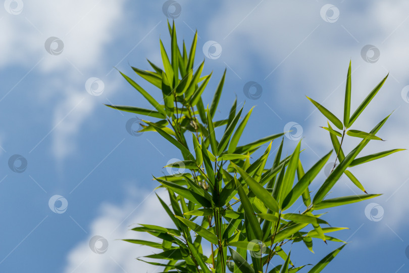 Скачать Зеленые листья бамбука Phyllostachys aureosulcata. Вечнозеленое изящное растение на фоне ярко-голубого неба с белыми облаками. Прекрасная тема для любого дизайна. Избирательный фокус фотосток Ozero