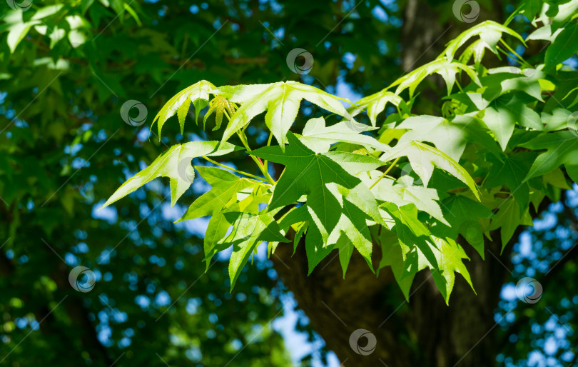 Скачать Крупный план зеленых листьев Liquidambar styraciflua (американской душицы) в весеннем дендрарии парка южных культур в Сириусе (Адлер) Сочи. Янтарное дерево в солнечный день фотосток Ozero