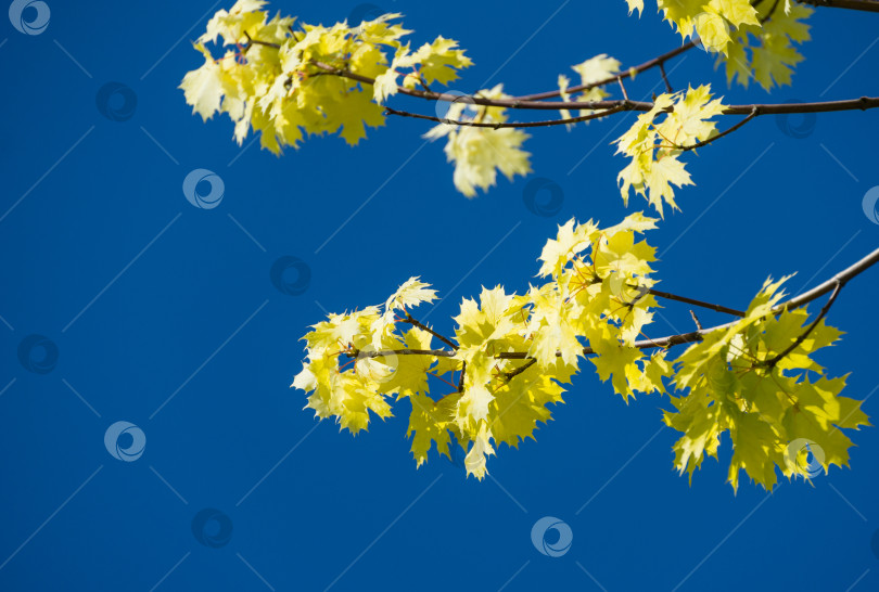 Скачать Крупный план клена обыкновенного (Acer platanoides) Весенние яркие листья принстонского золота на фоне голубого неба. Общественный ландшафтный городской парк "Краснодар" или "Парк Галицкого". Есть место для текста. фотосток Ozero