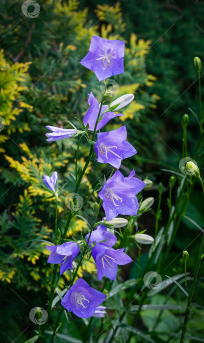 Скачать Крупный план фиолетово-голубых цветов Campanula persicifolia (колокольчик с персиковыми листьями) на размытой зелени весеннего сада. фотосток Ozero