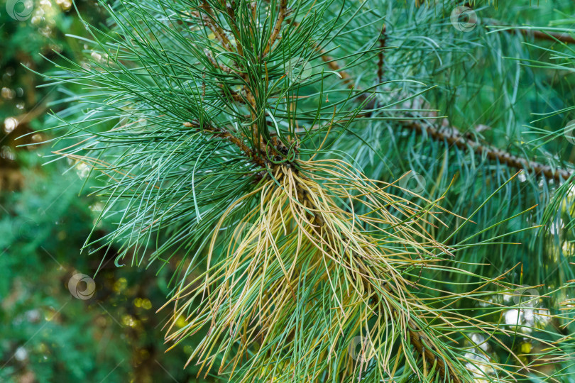 Скачать Сосновые ветки белой сосны Pinus strobus с осенней желтой хвоей. Оригинальная текстура натуральной сосновой зелени. Природная концепция дизайна. Место для вашего текста фотосток Ozero