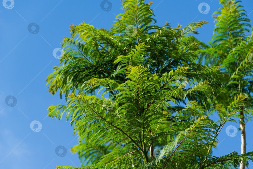 Скачать Крупным планом свежие листья деревьев джакаранды (Jacaranda mimosifolia) в общественном ландшафтном парке "Краснодар" или "Парк Галицкого" фотосток Ozero