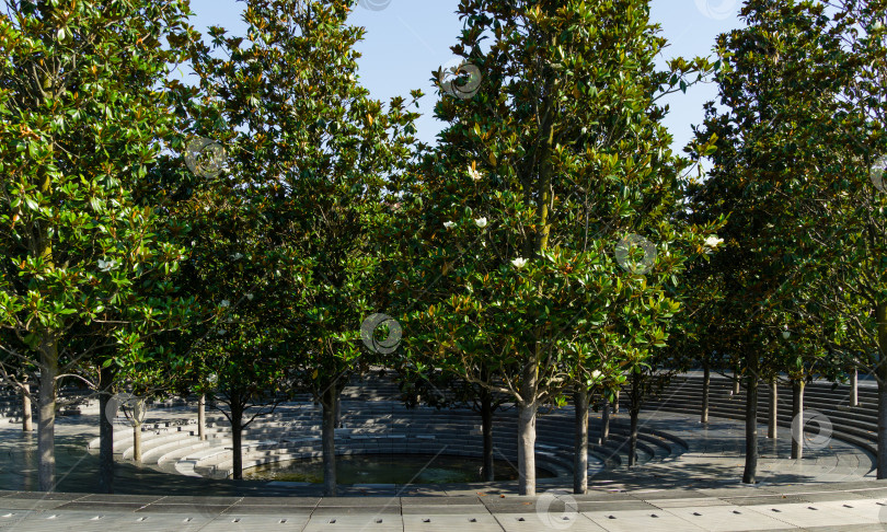 Скачать Цветущие вечнозеленые деревья Южной магнолии (Magnolia Grandiflora) вокруг фонтана "Кратер" в городском парке Краснодара. Цветущая магнолия в общественном ландшафте "Парк Галицкого" в солнечном июне 2021 года фотосток Ozero