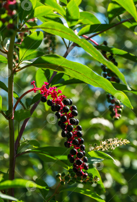 Скачать Phytolacca americana, также известная как американская черемуха, с ядовитыми черными ягодами и цветами. Крупный план черемухи или драгонберри. фотосток Ozero