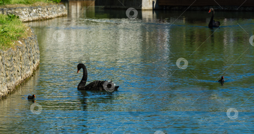 Скачать Прекрасный черный лебедь Cygnus Atratus плавает в изумрудной воде пруда под названием Большое озеро с Лебединым островом. Солнечный весенний день в дендрарии Парка южных культур в Сириусе (Адлер). фотосток Ozero