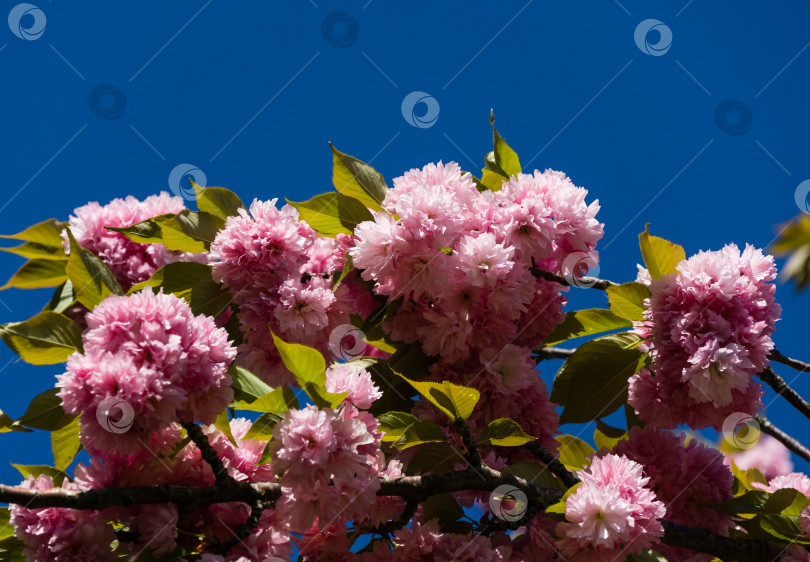 Скачать Розовые цветы Prunus 'Kanzan' (Prunus serrulata или Prunus lannesiana) крупным планом в городском парке Краснодара. Парк Галицкого весной 2021 года. Цветы японской вишни в качестве фона для обоев. Выборочный фокус фотосток Ozero