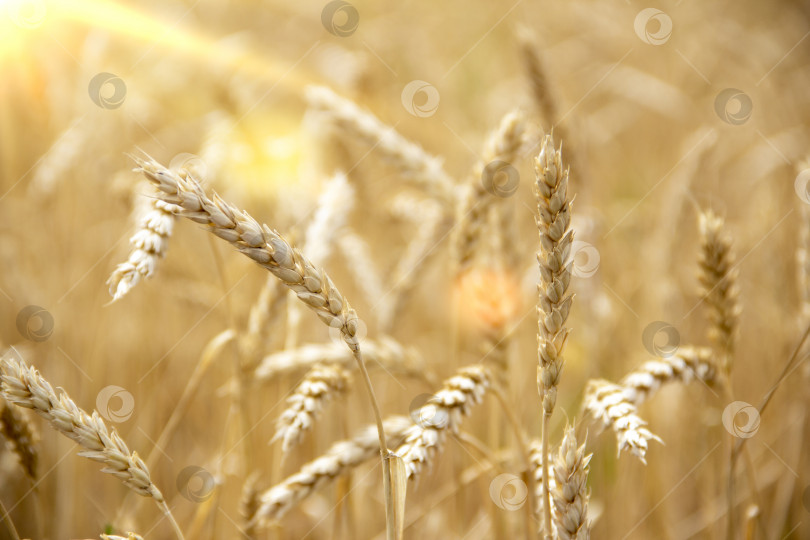 Скачать колосья пшеницы на пшеничном поле. Сбор урожая пшеницы. фотосток Ozero