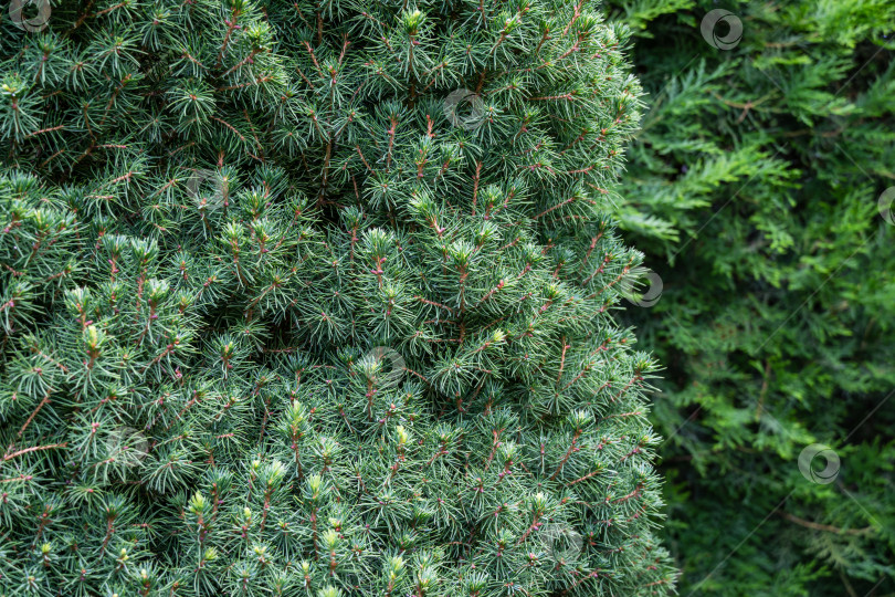 Скачать Канадская ель Picea glauca Conica в фокусе слева. Крупным планом ярко-зеленые молодые короткие иголки на размытом фоне. Концепция природы для дизайна. Место для вашего текста. Выборочный фокус фотосток Ozero