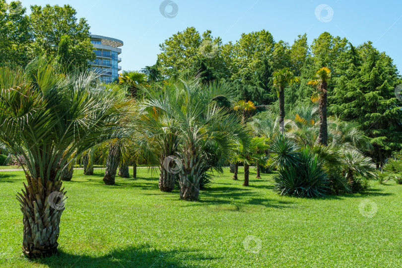 Скачать Пальмы Chamaerops humilis, европейская веерная или средиземноморская карликовая пальма характерны для улиц и парков Сочи и юга России. фотосток Ozero