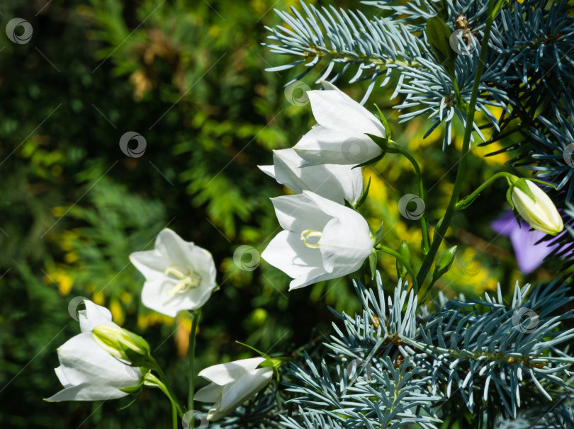 Скачать Крупным планом белые колокольчики Campanula persicifolia (колокольчик с персиковыми листьями) с серебристо-голубыми иголками ели Picea pungens Hoopsii. Выборочный фокус. Концепция природы для весеннего дизайна или фона. фотосток Ozero