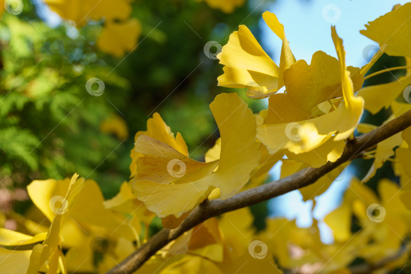 Скачать Желтые и золотые листья дерева гинкго (Ginkgo biloba), известного как гинкго или гингко на фоне размытой листвы. Крупный план золотой листвы элегантная концепция природы для дизайна фотосток Ozero