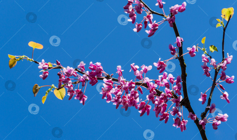 Скачать Крупный план фиолетового весеннего цветка красноплодки Восточной, или красноплодки канадской Cercis canadensis в солнечный день. Выборочный фокус. Концепция природы для дизайна. фотосток Ozero