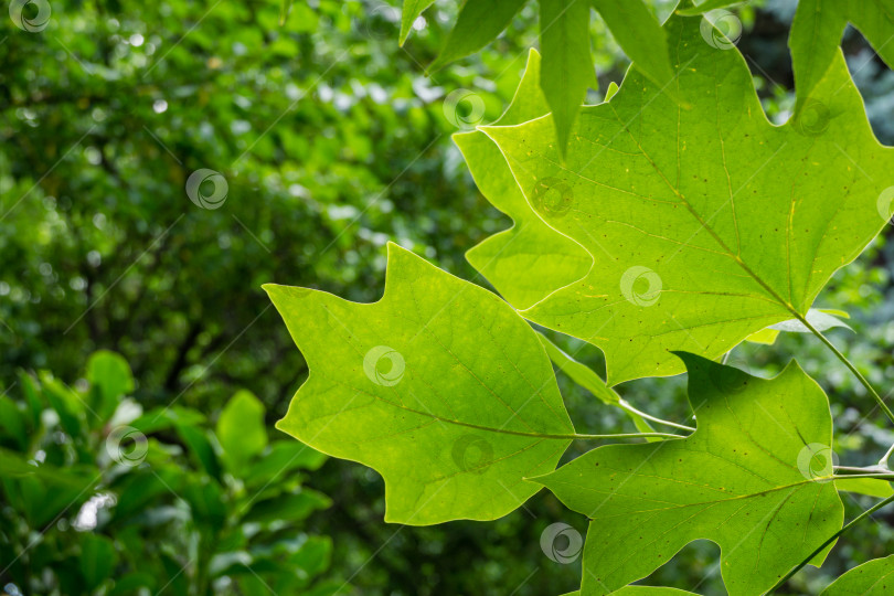 Скачать Зеленые листья тюльпанного дерева (Liriodendron tulipifera), называемого Тюльпанным деревом, американским или тюльпановым тополем, на размытом фоне зеленых листьев. Концепция природы для дизайна фотосток Ozero