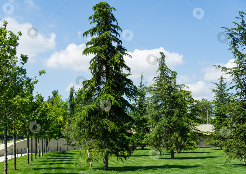 Скачать Прекрасный гималайский кедр (Cedrus Deodara, Деодар) на пышной зеленой лужайке в общественном ландшафтном городском парке Краснодара или парке Галицкого солнечным летом 2021 года фотосток Ozero