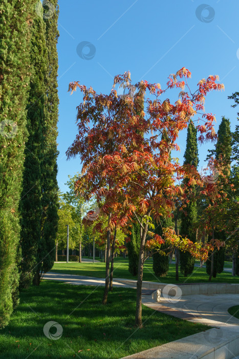 Скачать Кислое дерево (Oxydendrum arboreum) с красными листьями и желтыми семенами и Cupressus sempervirens или средиземноморский кипарис. В городском парке Краснодара или парке Галицкого осенью 2023 года фотосток Ozero