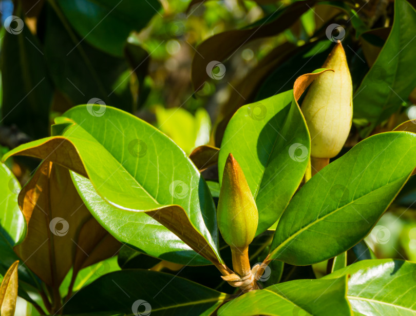 Скачать Два больших бутона вечнозеленой южной магнолии (Magnolia Grandiflora) в городском парке Краснодара. Магнолия в общественном ландшафте "Парк Галицкого" для отдыха и прогулок фотосток Ozero